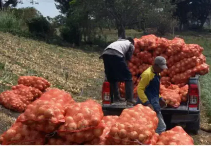 Cebolleros indican que los comerciantes no están preocupados por el consumidor