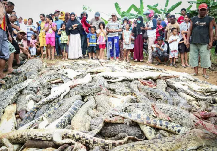 Residentes locales observan la montaña de cadáveres de cocodrilos. Foto: EFE 