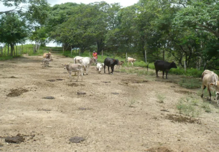 Animales sufren la carestía de agua. Foto: EPASA