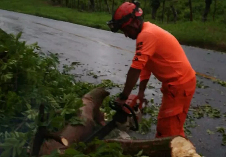 Cortan los árboles caídos en varias áreas del sector oeste. 
