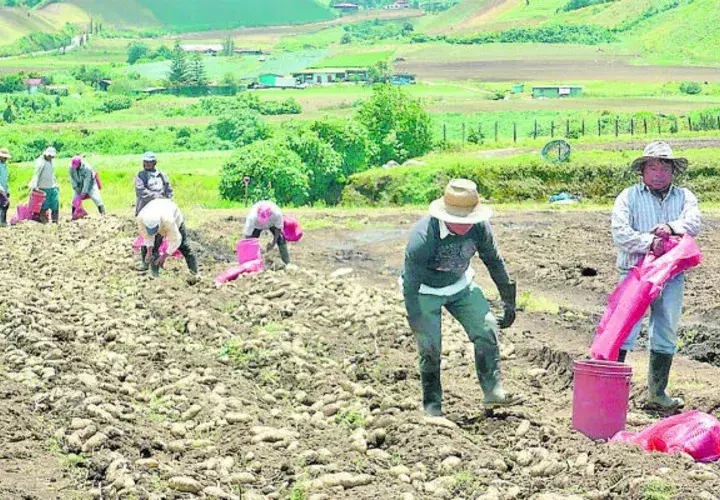 Los productores han manifestado que los TLC no les benefician