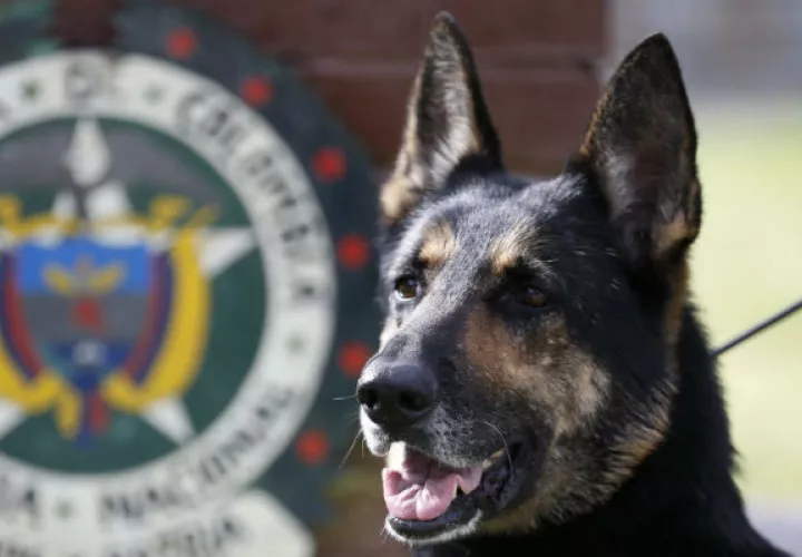 Thomas Bush deberá pagar también por crueldad animal. 