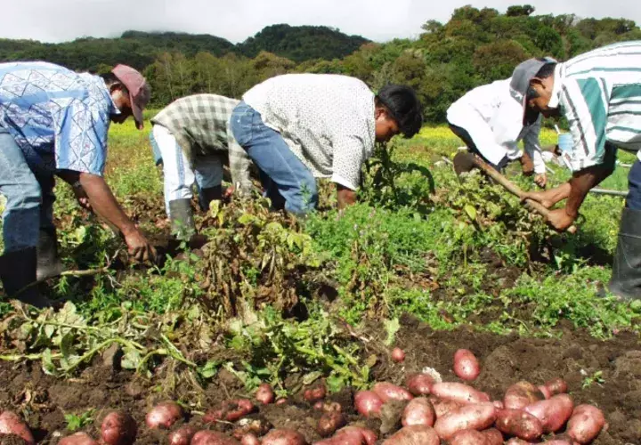 Ejecutivo atiende a extranjeros y no a los productores nacionales. /Foto Archivo