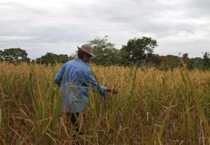Productores cuestionan la forma en que se han hecho las importaciones. /Foto Archivo