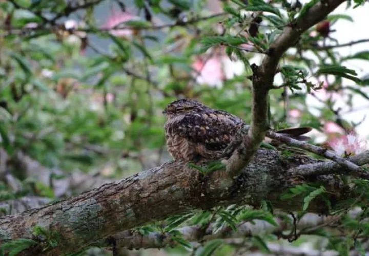 El vuelo de las aves indica a qué especie pertenece.  