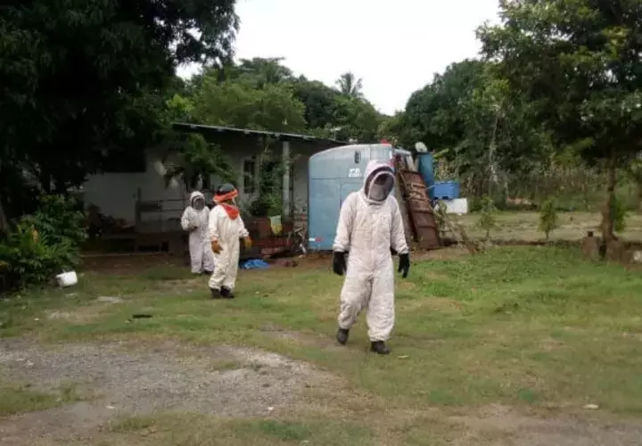 Se pudo constatar la existencia de otros enjambre de abejas. Foto: Víctor Rodríguez. 