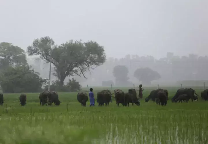 A los linchamientos provocados por rumores se suman los protagonizados por grupos de "protectores de vacas" de extrema derecha hinduista.