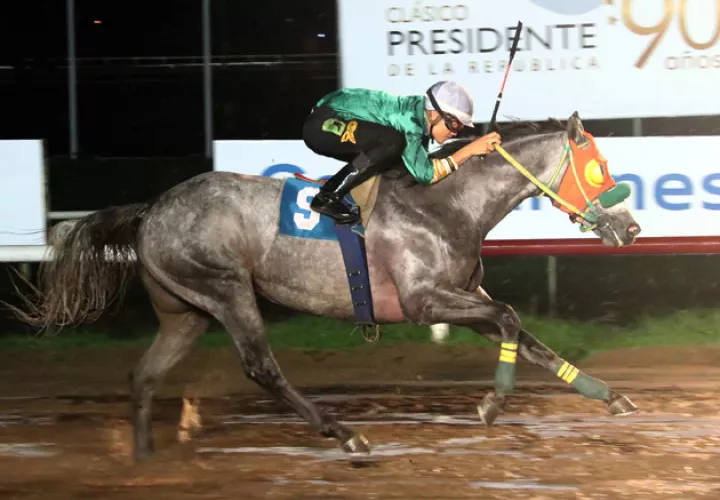 American David será uno de los caballos más cotizados hoy.