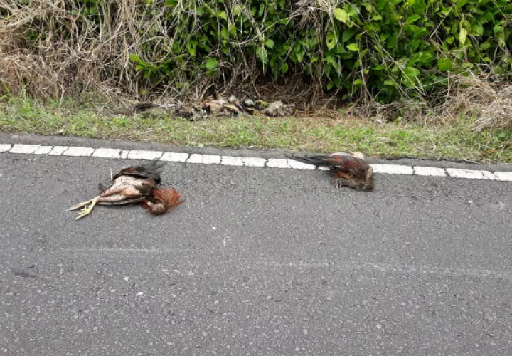 Los gallos de pelea después de las competencias terminan tirados en la carretera. Foto/Mayra Madrid