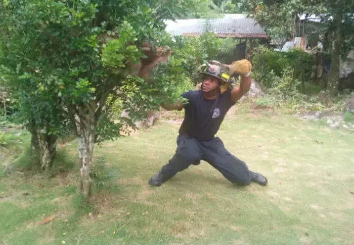 Bombero se prepara para bajar al perezoso del árbol. Foto/José Vásquez