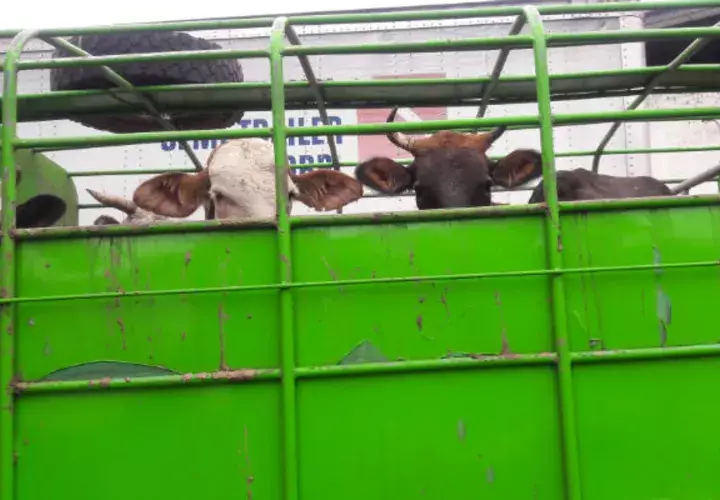 Los ganaderos precisan que los costos de producción cada día son más altos. Foto/José Vásquez