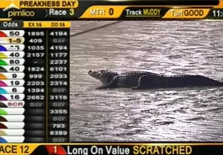 Un reptil en la pista del hipódromo de Pimlico, el día del Preakness Stakes.