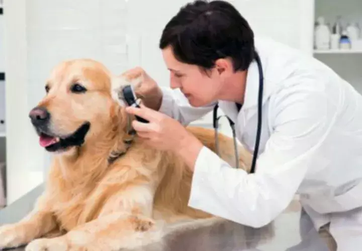 Médicos veterinarios tienen ley sobre escalafón salarial