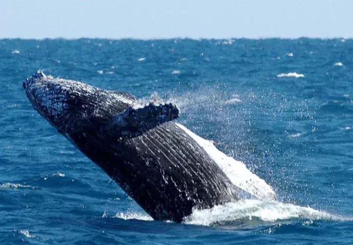 Se trata de un ejemplar macho de la especie conocida como rorcual de aleta o rorcual común Balaenoptera physalus y es considerado como el segundo animal más grande del planeta.