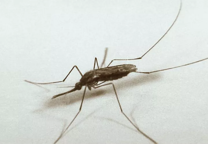 El mosquito "Anopheles quadrimaculatus", es también portador del virus del Nilo. Foto: EFE 