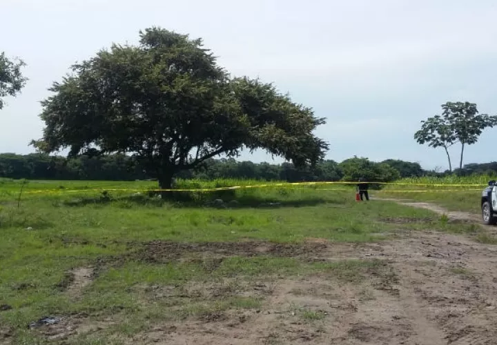 Árbol de guásimo donde cayó el rayo y mató a los trabajadores. Foto: Víctor Eliseo Rodríguez.