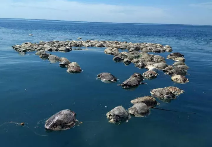 Las tortugas golfinas murieron frente a las costas de Oaxaca. Foto: EFE.