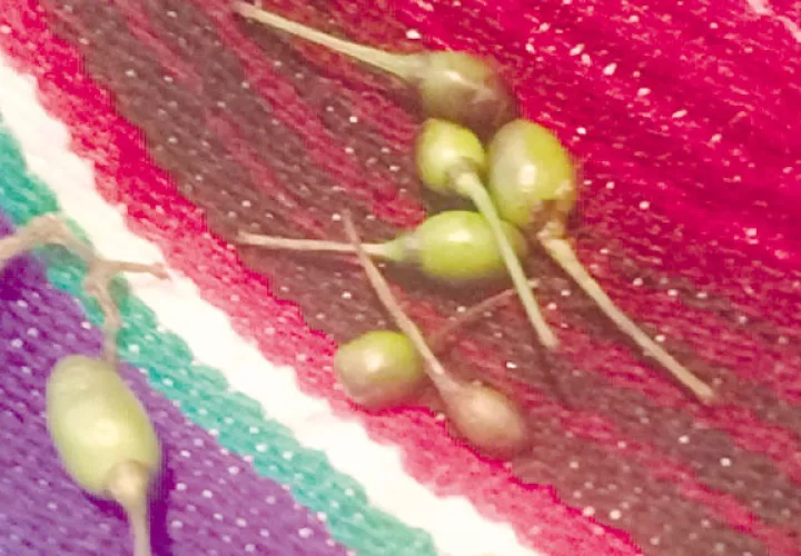 El ‘chiltepe’ es un tipo de chile muy picante. 