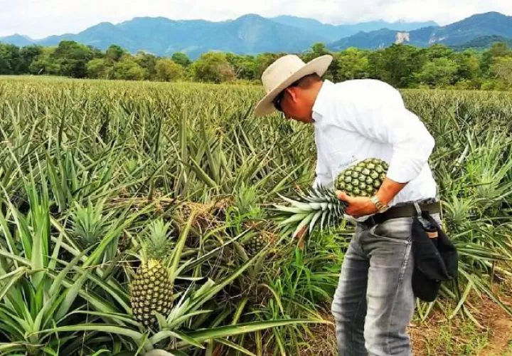 Productores de piña enfrentarán pérdidas económicas. 
