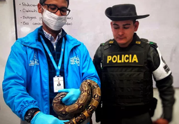 El conductor de un autobús de Bogotá encontró una boa constrictor de algo más de un metro de largo en el motor del vehículo. FOTO/EFE 