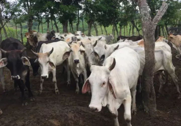 Del 20 al 31 de agosto se efectuaron planes de contingencia en cuanto a muestras visitando 101 fincas ganaderas  para combatir el brote de brucelosis. Foto: José Vásquez. 
