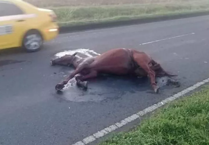 El golpe contra el caballo fue muy fuerte porque se paseaba por el centro de una calle en Chiriquí.