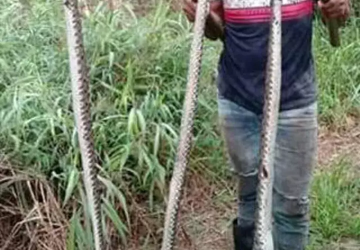 Los pobladores de  Aserrío de Gariche, han optado por matar a las serpientes por su alto grado de peligrosidad. Foto/José Vásquez