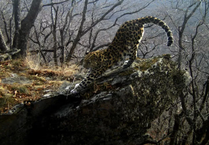 "Leopardos del Extremo Oriente" de un ejemplar de leopardo del Amur, la especie de grandes felinos más rara del planeta, que ha recuperado parte de sus territorios ancestrales. FOTO/EFE