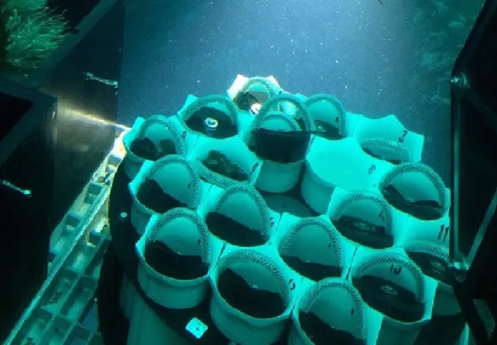 Héctor Guzmán,  investigador de STRI, recolectando una muestra del coral. /Foto Cortesía: Héctor Guzmán