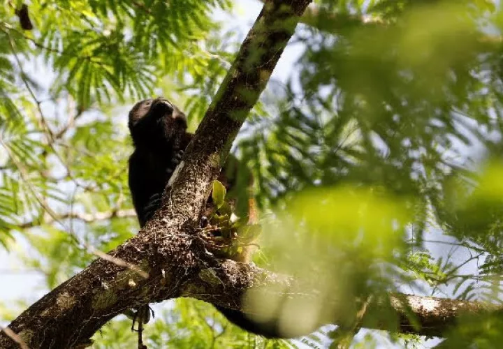 Otra de las fotografías de la muestra 'Miradas a las rutas sostenibles', que inaugurarán en Cuba  MiAMBIENTE y la Embajada de Panamá en Cuba el jueves 27 de junio. Foto: Cortesía MiAMBIENTE.