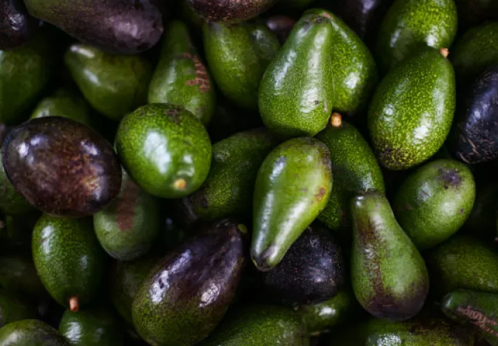Investigadores trabajan para modificar aguacates y hacerlos más resistentes al cambio climático y las enfermedades. Foto/ Celia Talbot Tobin para The New York Times.