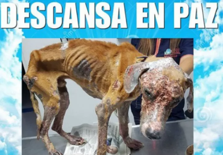 Muerte de Athens alerta a las autoridades sobre crueldad animal. Foto/Redes
