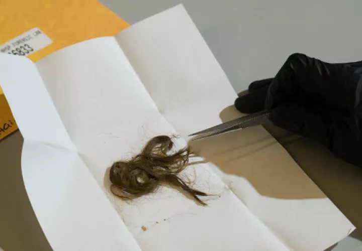 Información genética de muestras de cabello ayudó a identificar a víctimas en un caso de homicidio. Foto/ James Tensuan para The New York Times.