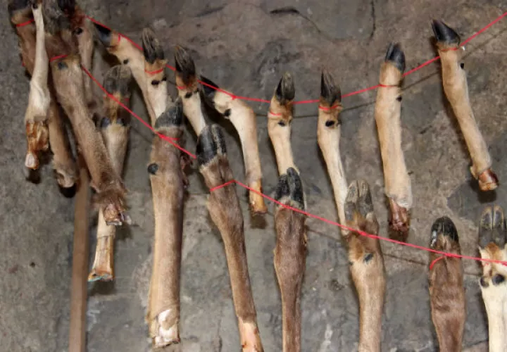 Se cree que los homininis guardaban las piernas de venado para consumir la médula después. Foto/ Ruth Blasco.