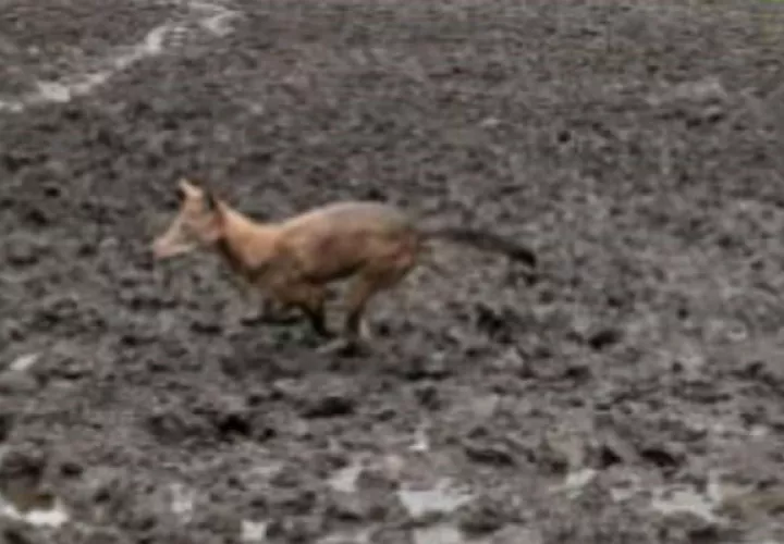 Según los denunciantes ellos han podido observar cuando los coyotes persiguen a las gallinas hasta capturarlas y llevárselas.
