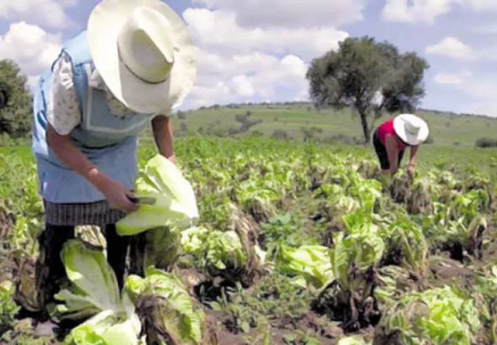   La agricultura controlada es la única solución para combatir los efectos de la sequía.