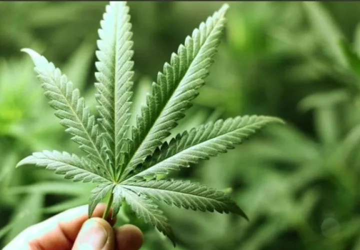 En América, la marihuana se ha legalizado a nivel nacional en Canadá y Uruguay en todos sus tipos de uso.
