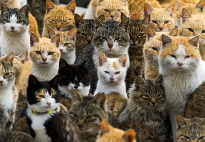 Hay evidencia de que gatos consideran a sus amos más que simples sirvientes. Foto/ Thomas Peter/Reuters.