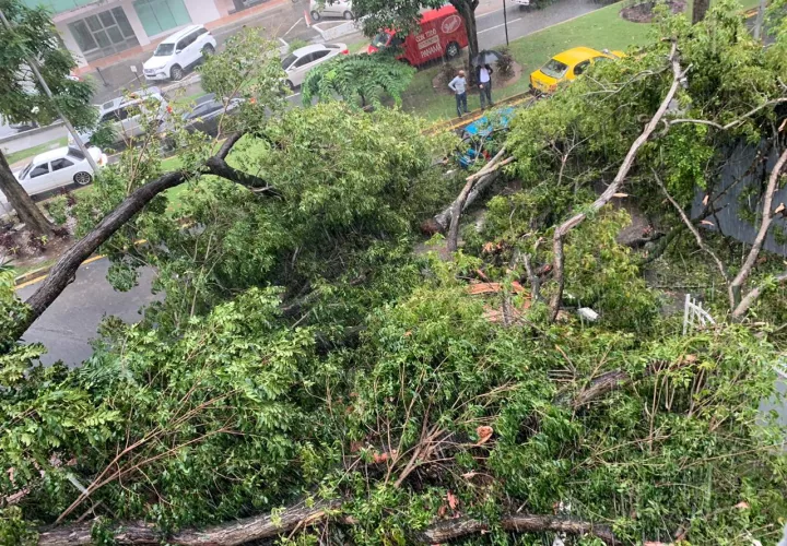 Se registró la caída de un árbol cae en la Avenida Federico Boyd, a la altura del cruce con La Calle 50.