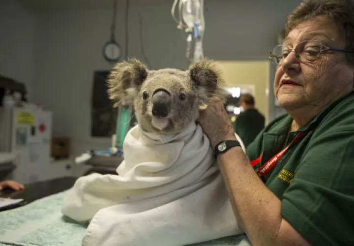 Un koala tratado por clamidia, que podría estar vinculada a un antiguo virus en el genoma del koala. Foto/ Suzi Eszterhas/Minden Pictures.