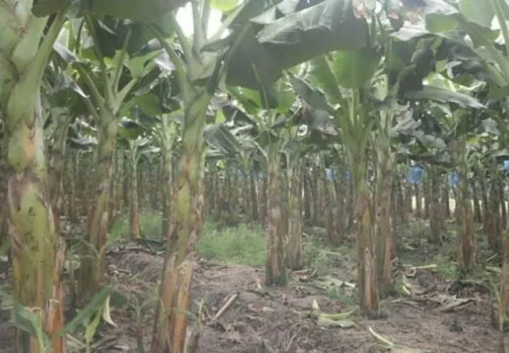 Carlos Abrego, regional del MIDA manifestó que se introducirá con el uso de nuevas tecnologías para mejorar las plantaciones, problemas fitosanitarios, para tener un café de mejor calidad.