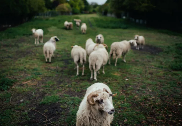 Ovejas hacen “pastoreo ecológico” en Hénin-Beaumont, Francia, esfuerzo verde de la Agrupación Nacional. Foto/ Dmitry Kostyukov para The New York Times.