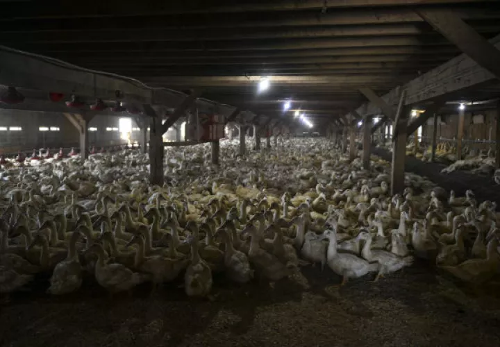 Hudson Valley Foie Gras, en el Estado de Nueva York, sacrifica a unos 800 patos de foie gras todos los días. Foto/ Desiree Rios para The New York Times.