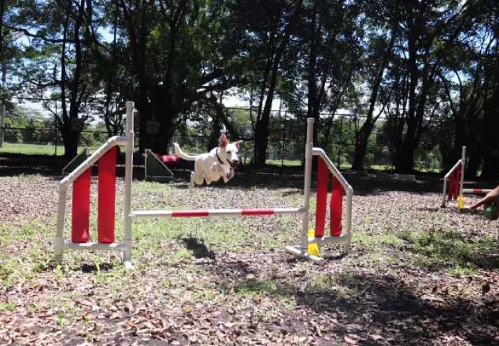 El cachorro puede empezar su educación con un entrenador desde los tres meses.