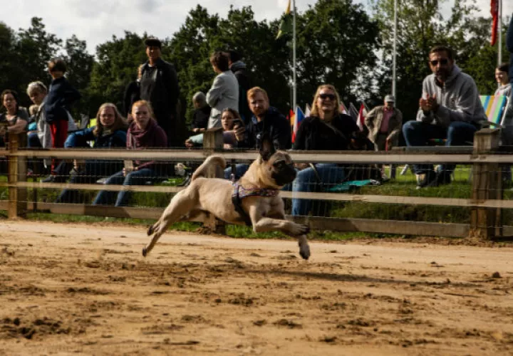 Por toda Alemania, eventos para pugs y sus amos incluyen “carreras”, aunque no necesariamente de velocidad. Yendo por el oro en Hamburgo. Foto/ Lena Mucha para The New York Times.