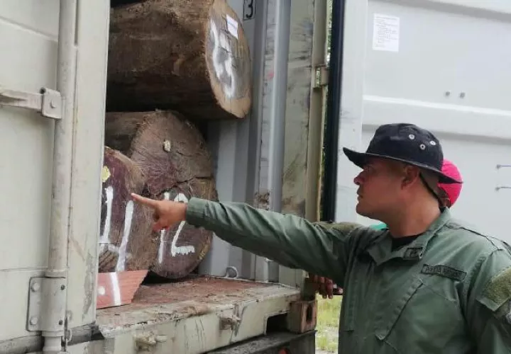 La tala de cocobolo es una de las principales preocupaciones de las autoridades. Foto de cortesía