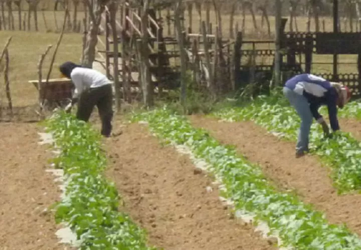 En los últimos años la sequía ha generado millones de dólares en pérdidas a los productores. Archivo