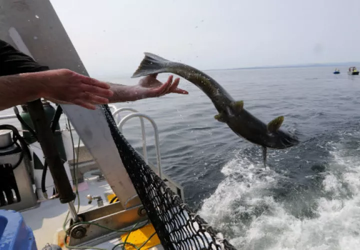 El salmón es crucial como alimento de animales, desde osos hasta águilas. Un chinook liberado en el Pacífico. Foto / Alan Berner.
