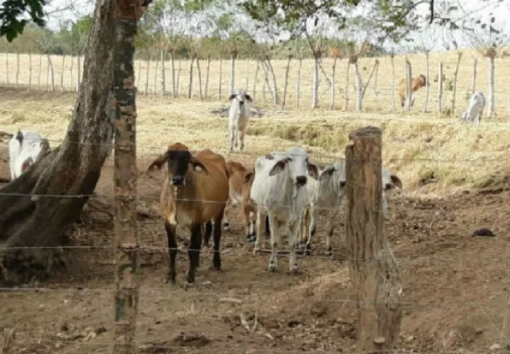Las condiciones climáticas y meteorológicas que se han dado en Azuero son "críticas". Foto: Archivo.