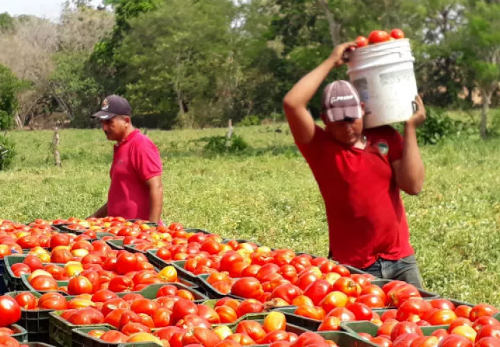  La siembra del rubro inicia el próximo 1 de diciembre. Foto: Thays Domínguez